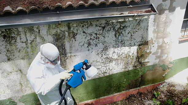 Top rated local Mold Remediation specialists in Sparta, MI
